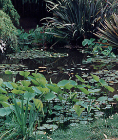 Reference Photo of Lily Pond